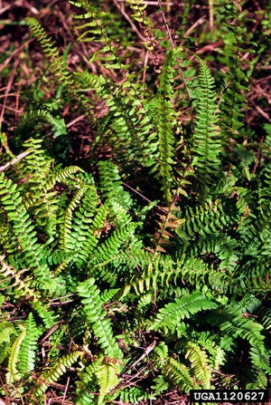 DT11 - Fern Leaf Texture Tile Mold