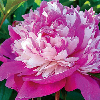 Peony Texture for Tile Mold for Glass Slumping 11 Inch Diameter DT20