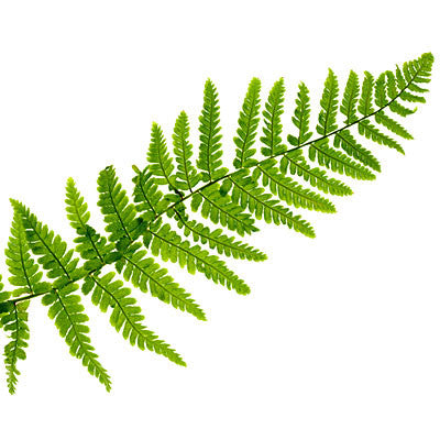 DT11 - Fern Leaf Texture Tile Mold