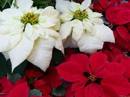 DT21 Poinsettia Texture for Tile Mold for Glass Slumping 11 Inch Diameter