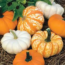 GM168 Harvest Pumpkin Tray Mold for Glass Slumping/fusing