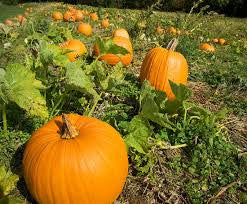 GM168 Harvest Pumpkin Tray Mold for Glass Slumping/fusing