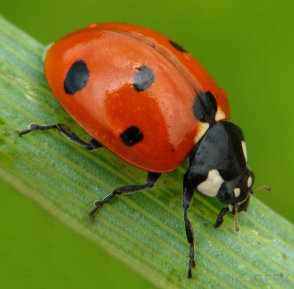 LF145 - Garden Bug Frit Casting Mold