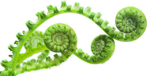 DT11 - Fern Leaf Texture Tile Mold