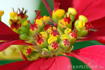 DT21 Poinsettia Texture for Tile Mold for Glass Slumping 11 Inch Diameter