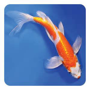 lf146 - Koi Frit Casting Mold