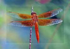 Dragonfly Texture Tile Mold for Glass Slumping DT09