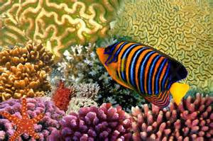 DT23 - Sea Life Texture Tile Mold for Glass Slumping 12 X 12